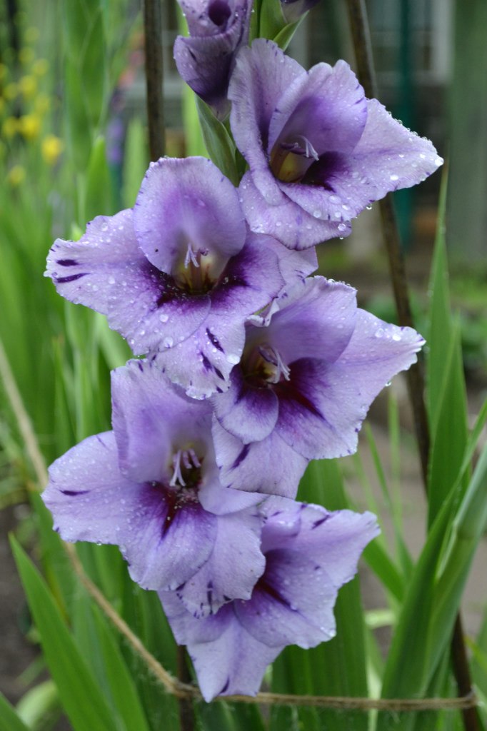 Марина Лебедева |