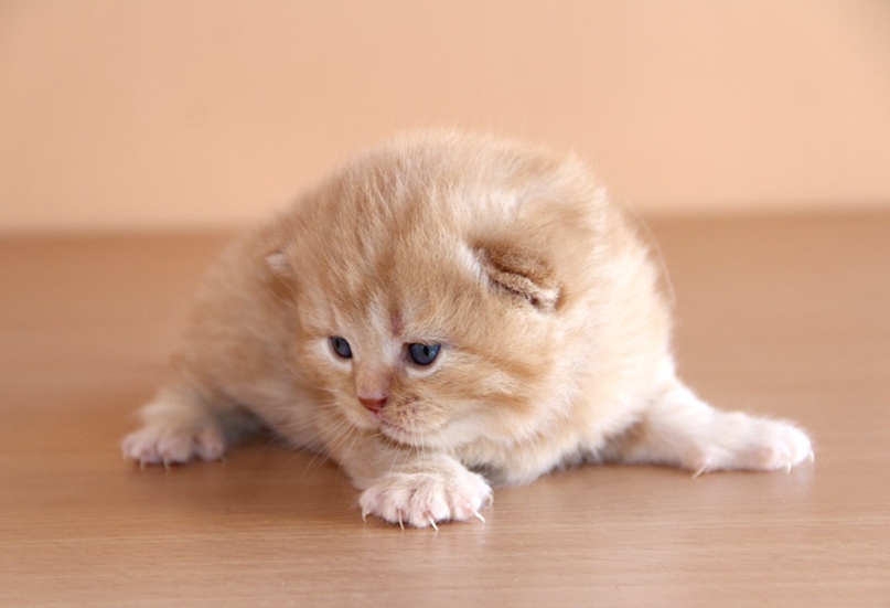 Маргарита Миронова | Санкт-Петербург