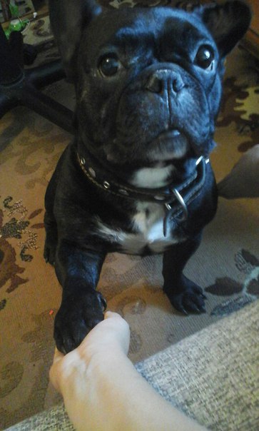 Виктория Тимофеева | Белгород