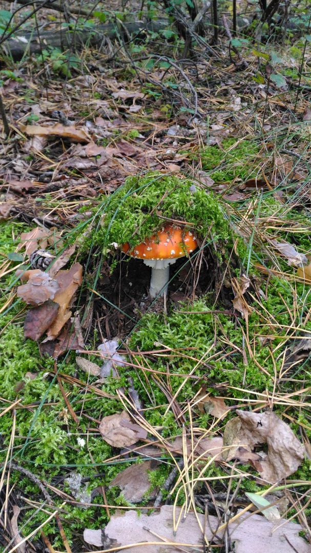 Андрей Олешко | Рокитное