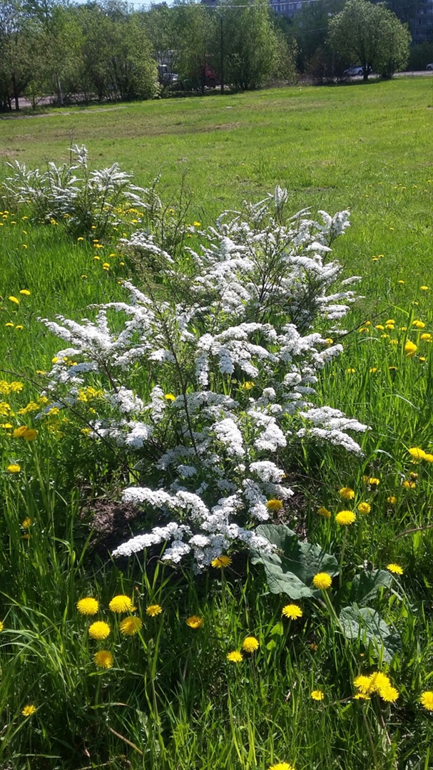 Елена Епанчинцева | Санкт-Петербург