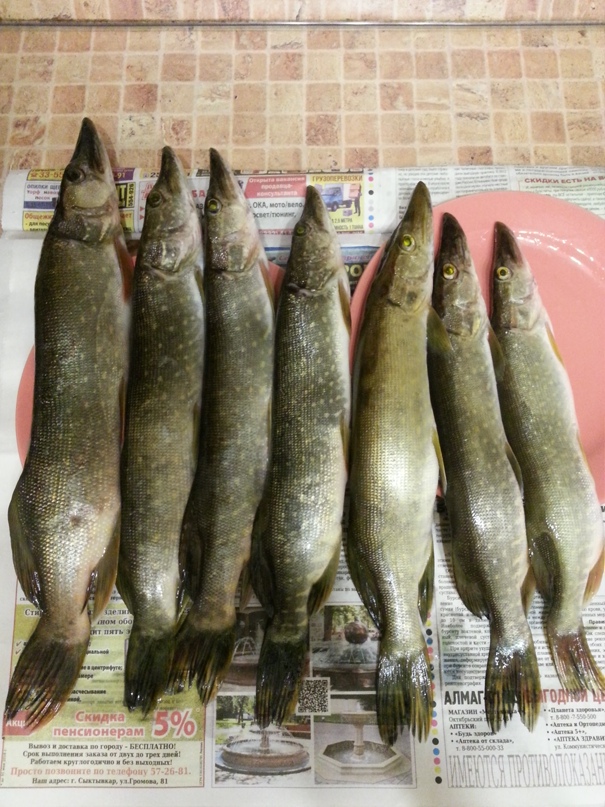 Дмитрий Уткин | Сыктывкар