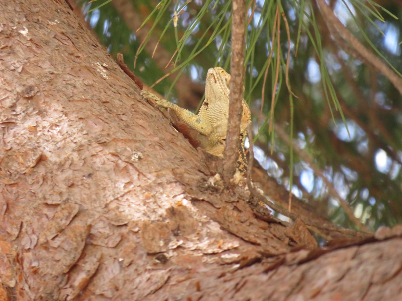 Михаил Горбоносов | Краснодар