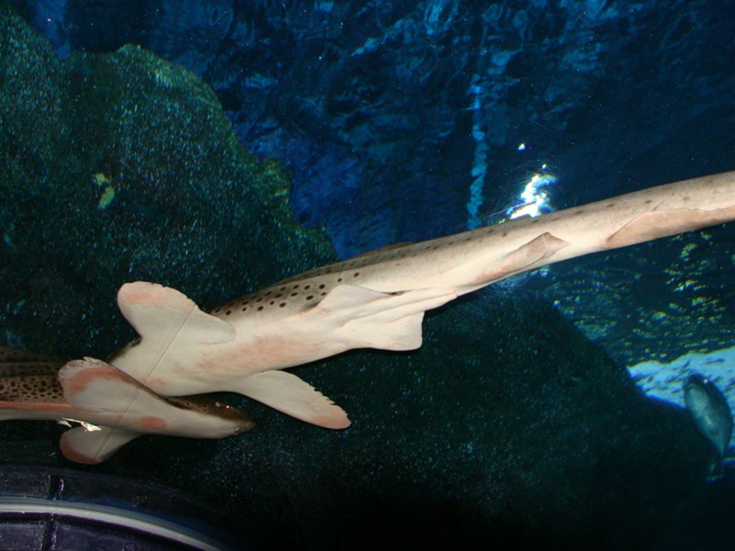 Евгений Марьясов | Абакан