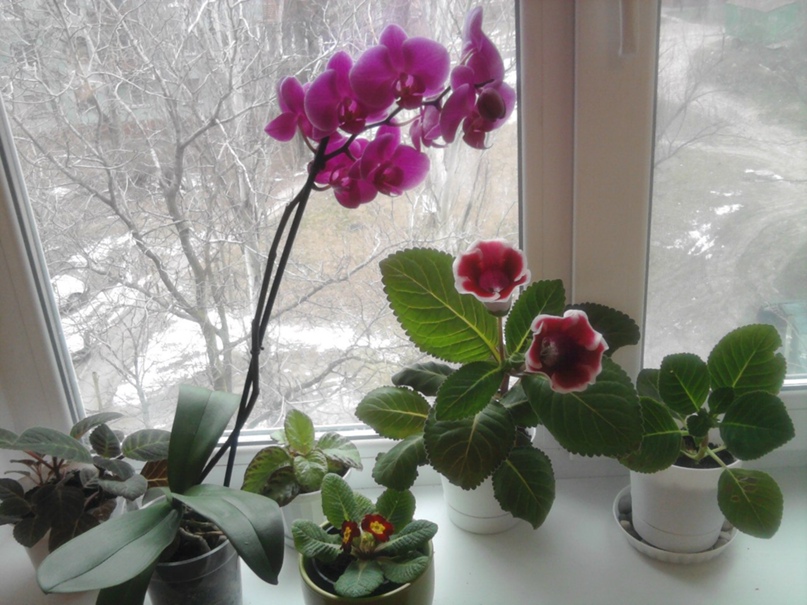 Юлия Семипядная | Запорожье