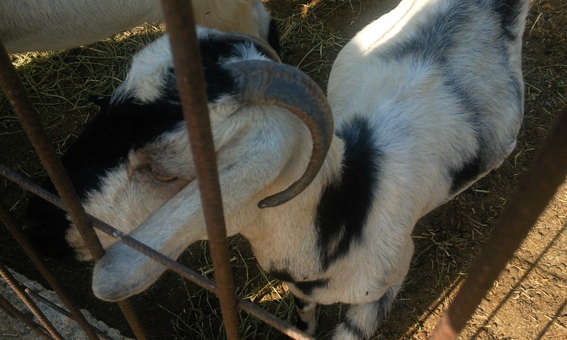 Марина Семёнова | Санкт-Петербург