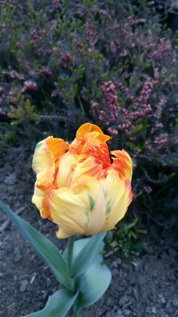 Аня Гаврилова | Великий Новгород