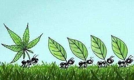 Антон Зотов | Данков