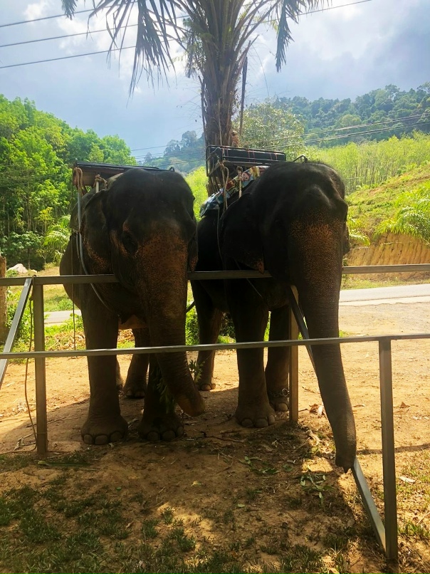 Светлана Бердникова ღ | Санкт-Петербург