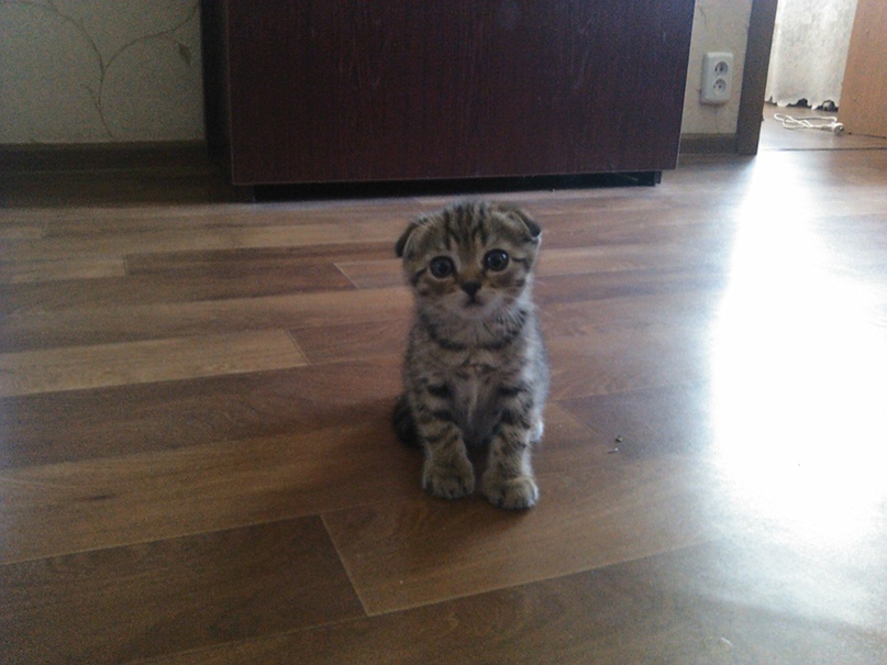 Елена Рамазанова | Барнаул