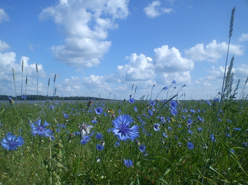 Александр Фролов | Звенигород