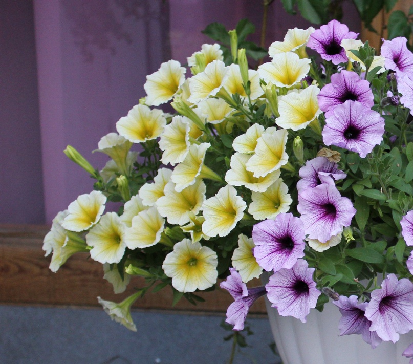 Елена Лосева | Петропавловск