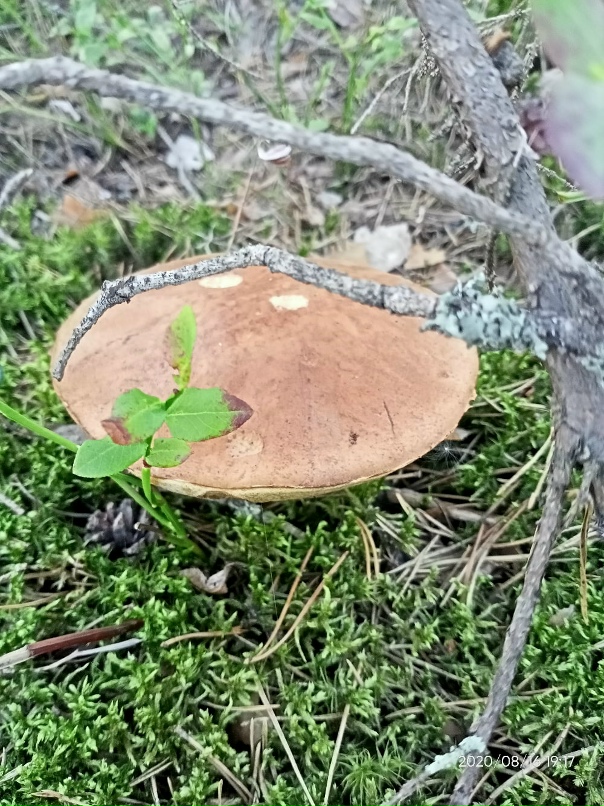 Вячеслав Никитин | Санкт-Петербург