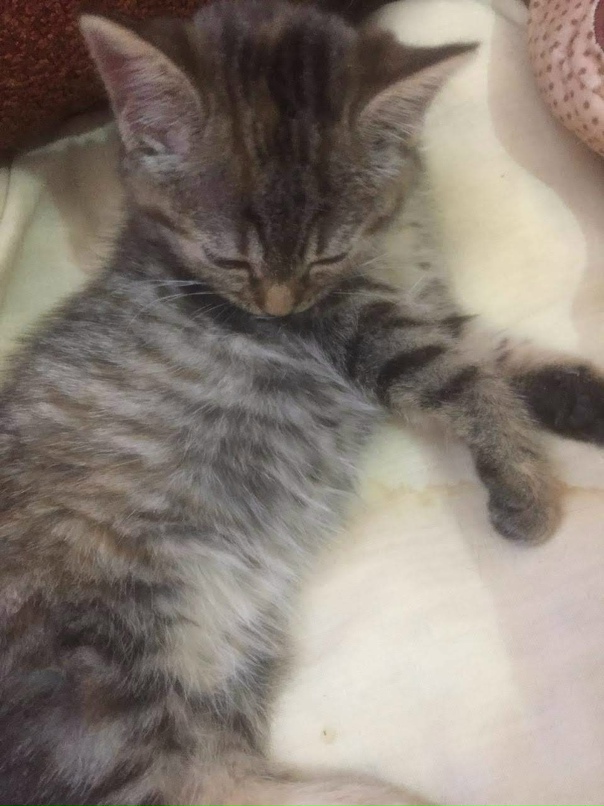 Оле Лукойе |