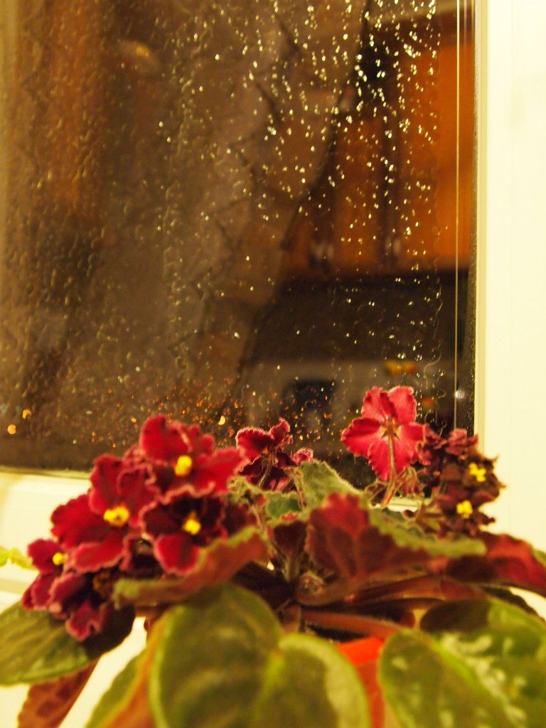 Диана Волкова | Николаев