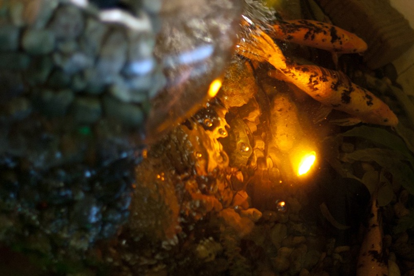 Татьяна Журавель | Новосибирск