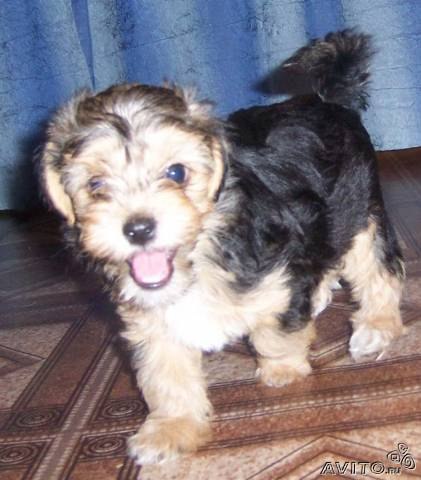 Юлия Грачева | Димитровград