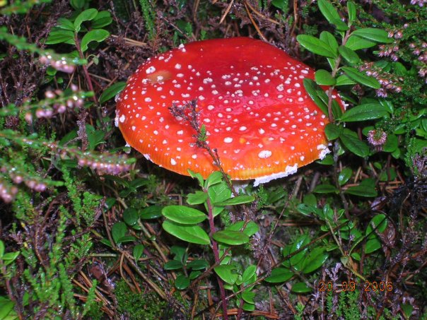 Сергей Якушенко | Санкт-Петербург