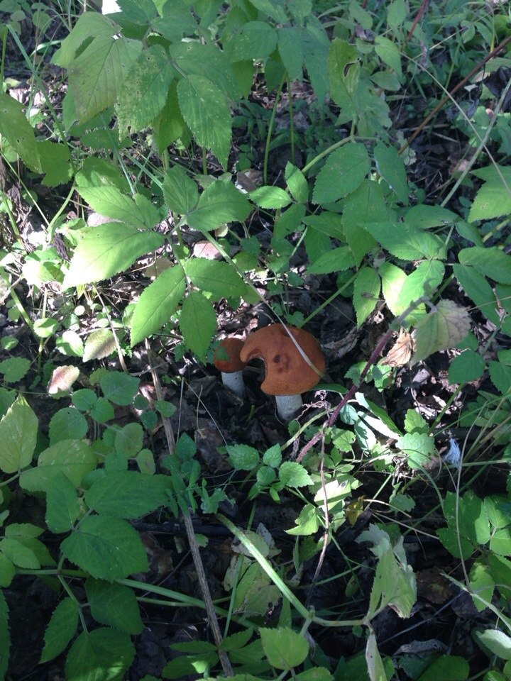 Наталья Матюшина | Москва