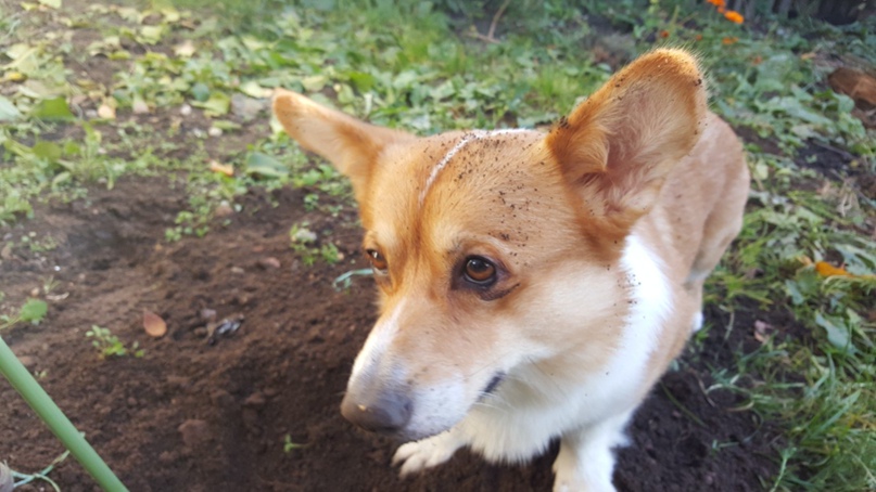 Андрей Ростов | Смоленск