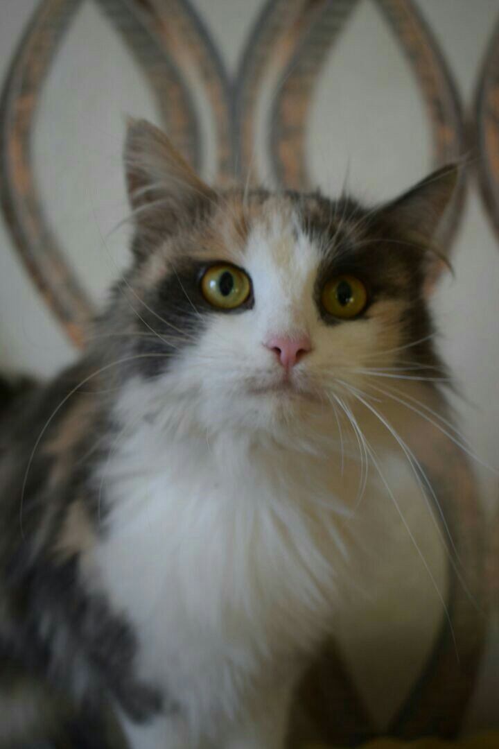 Анна Войнова | Оренбург