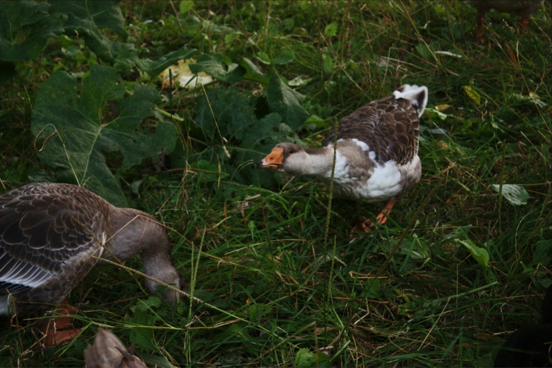 Аня Егорова ͡๏̯͡๏ | Москва