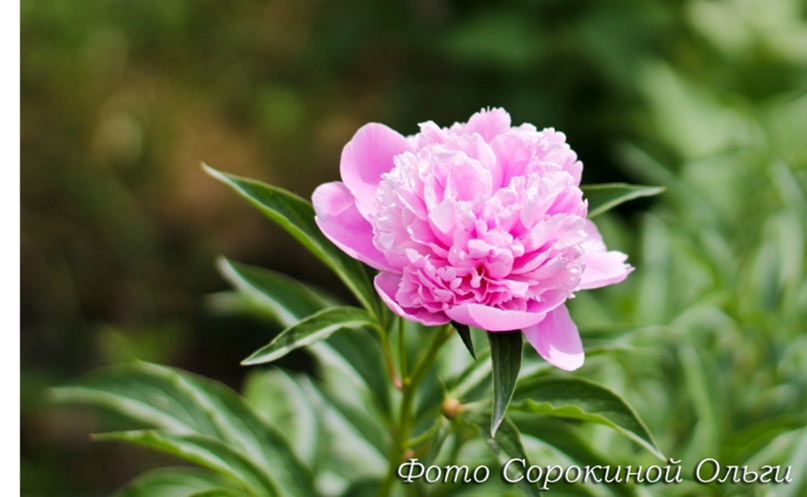 Оленька Сорокина | Воронеж