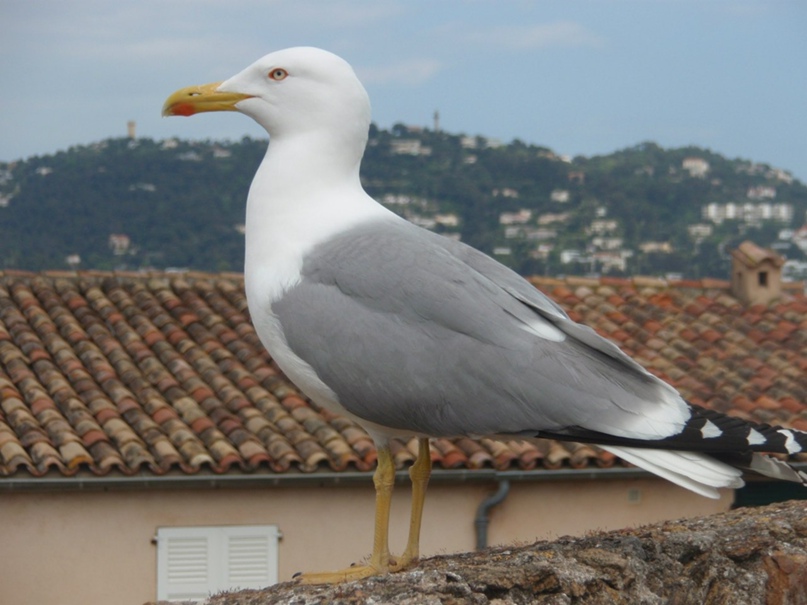Александра Тихонова ХОХА | Санкт-Петербург