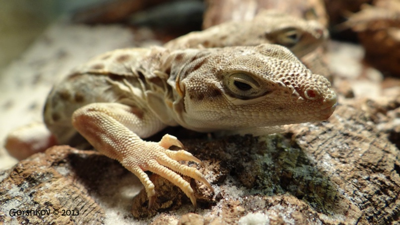 Никита Горшков <Мышэтош> | Киев