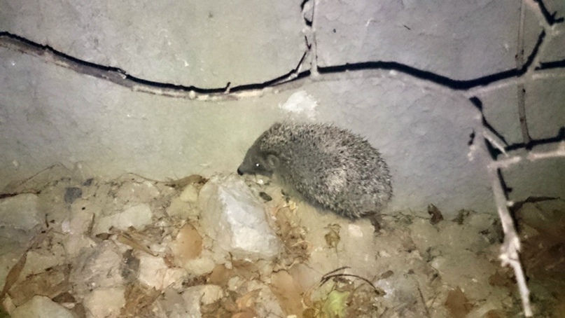 Александра Фирсова scorpic |