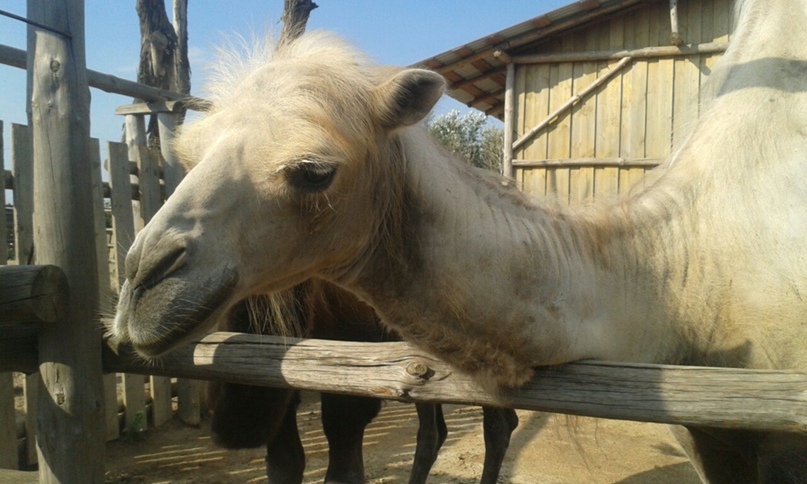 Анастасия Петрук |