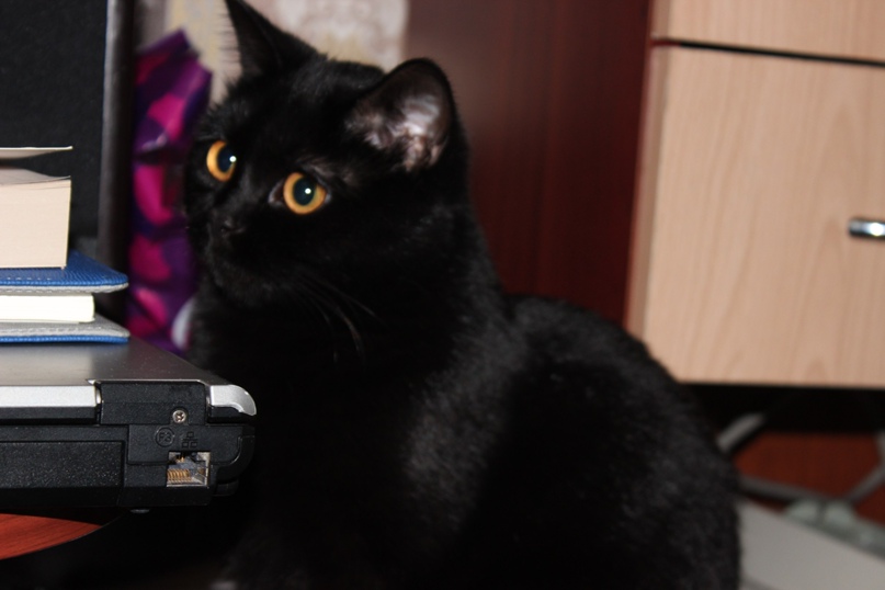 Антон Солодухин | Курск