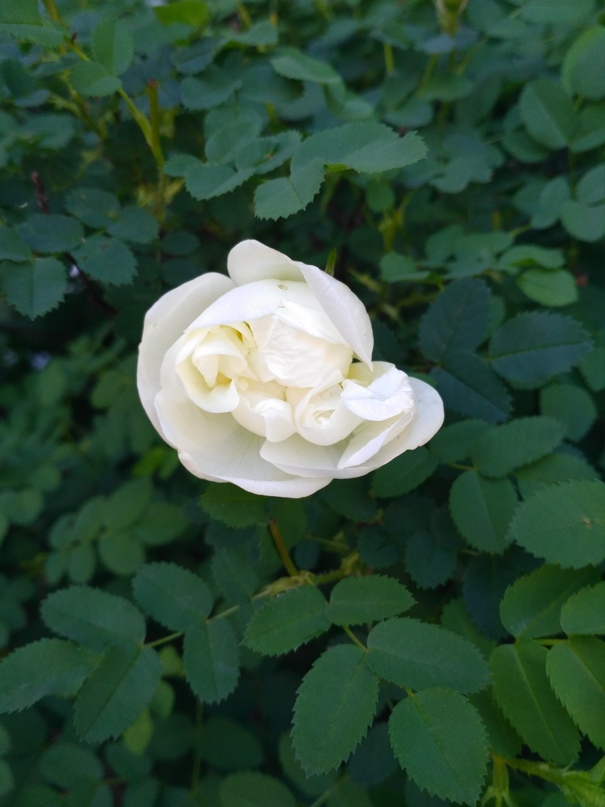 Оксана Плашенкова | Омск