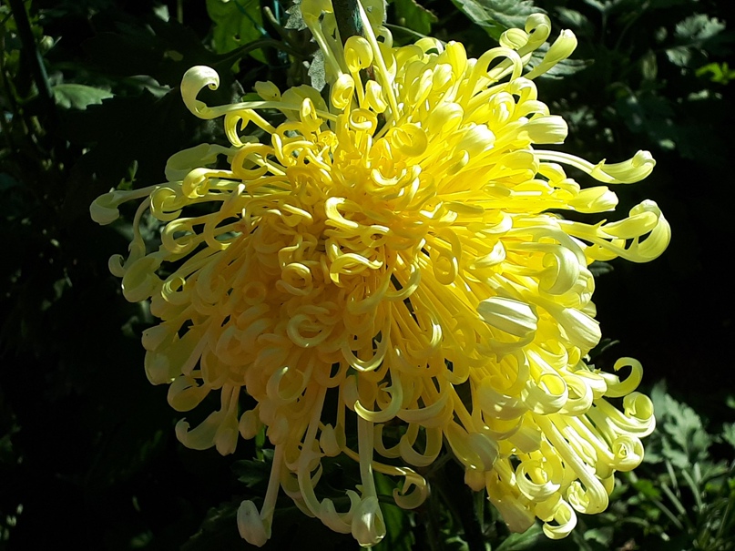 Светлана Огородникова | Севастополь