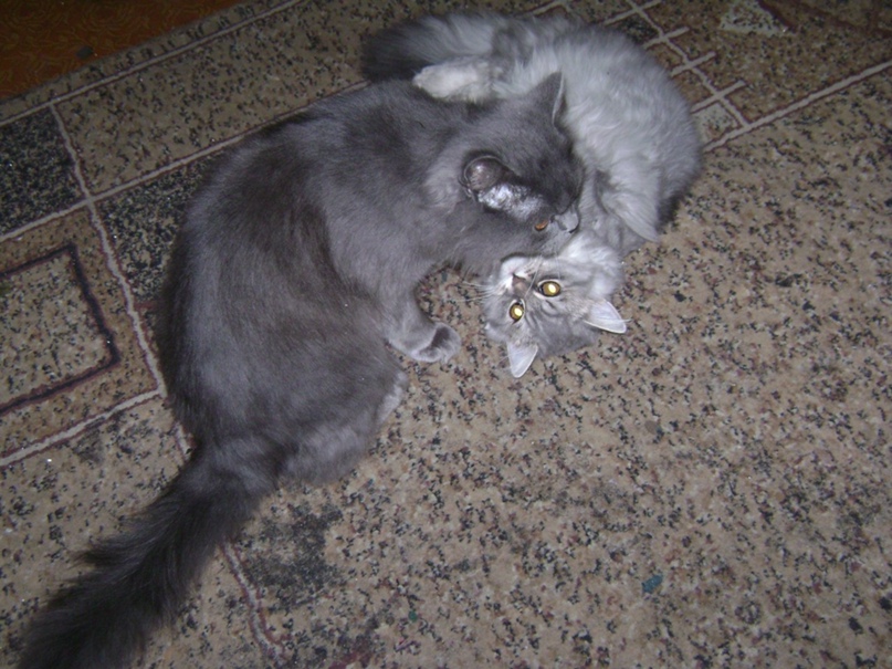 Антонина Наумова | Курган