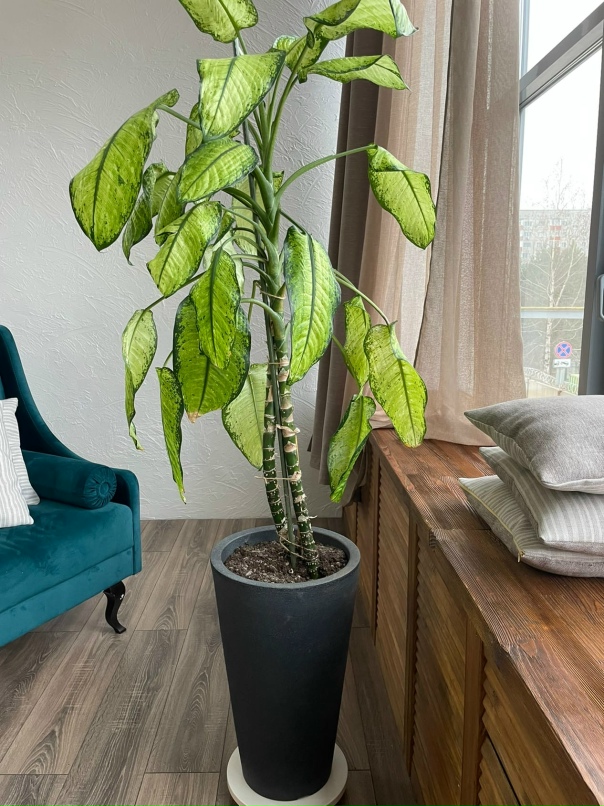 Мария Булашова | Сургут