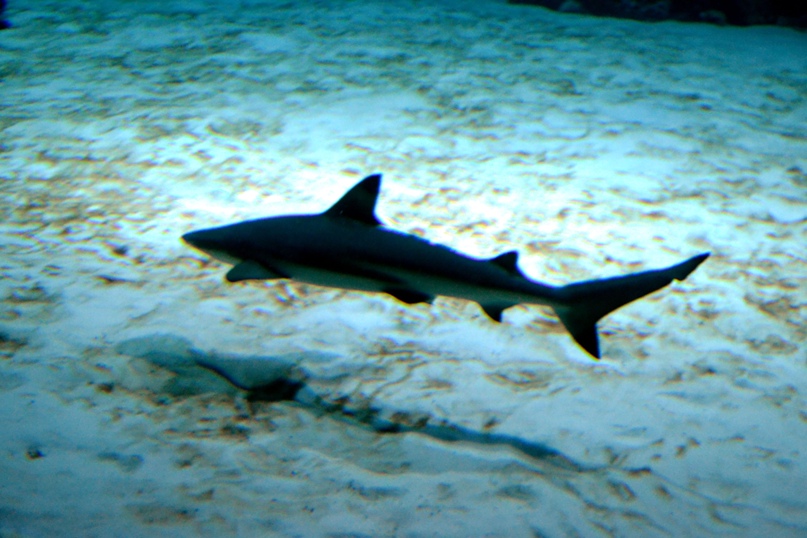 Ольга Мягкая | Москва