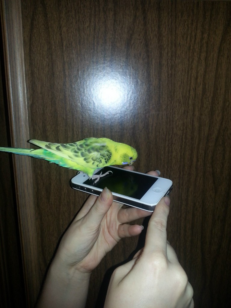 Алексей Воробьев IRQ | Москва