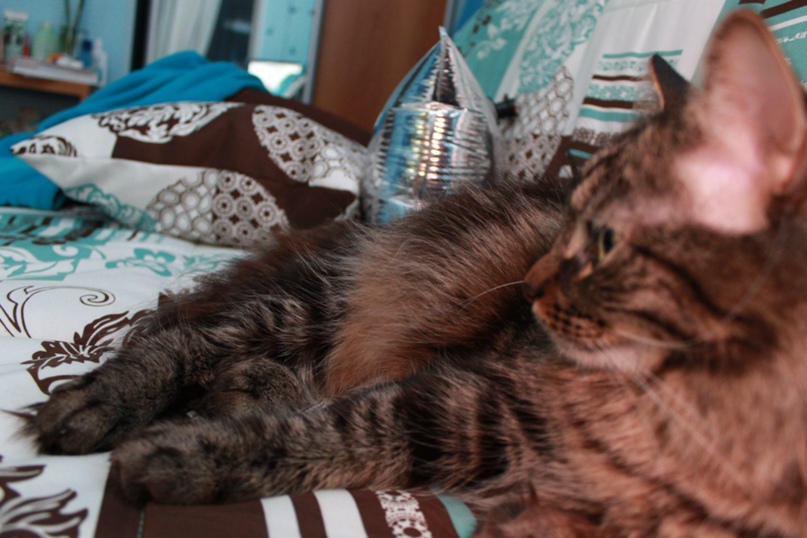 Наталья Тищенко Miku | Санкт-Петербург