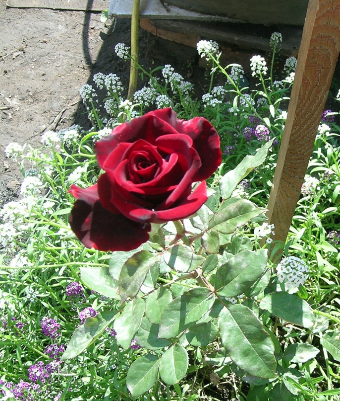 Тамара Орлова | Абакан