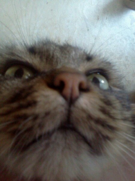 Анастасия Чайка *avito* | Днепр (Днепропетровск)