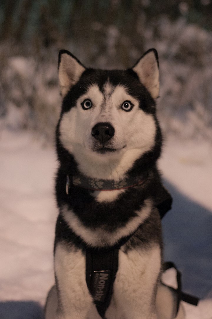 Ирина Елагина | Кировск