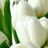 Елена Мысик | Одесса