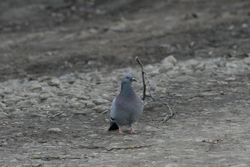 Владимир Алпатов | Тула