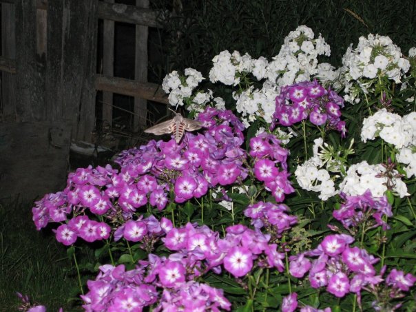 Сергей Окорочков | Санкт-Петербург