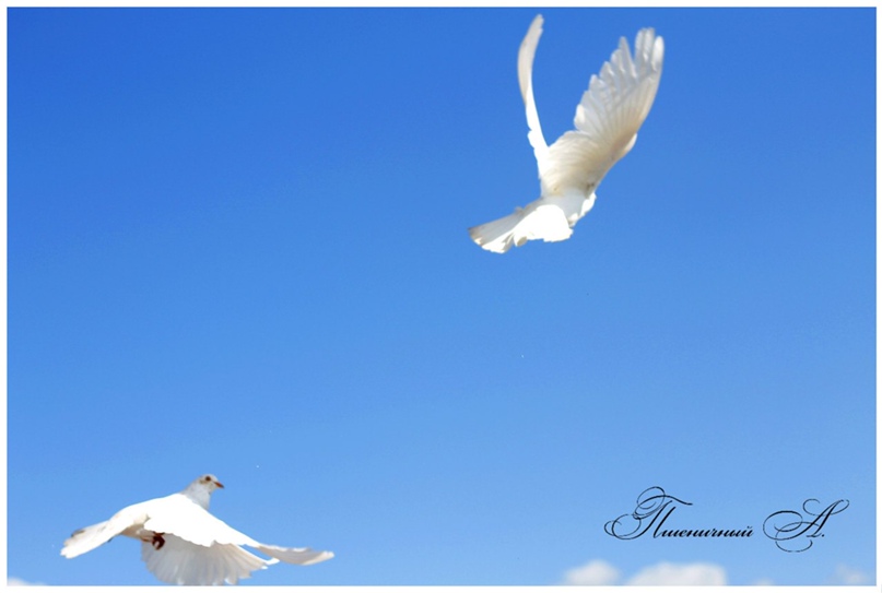 Антон Пшеничный | Саратов