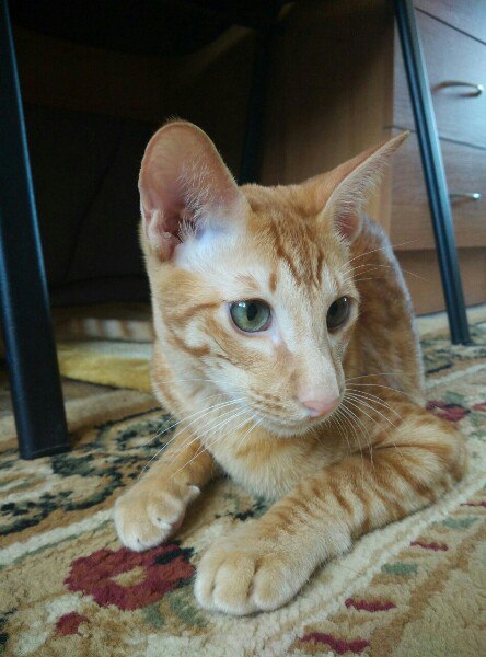 Елена Георгиева |