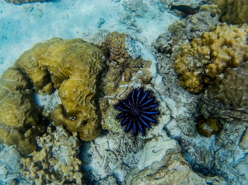 Лиза Богданова | Новосибирск