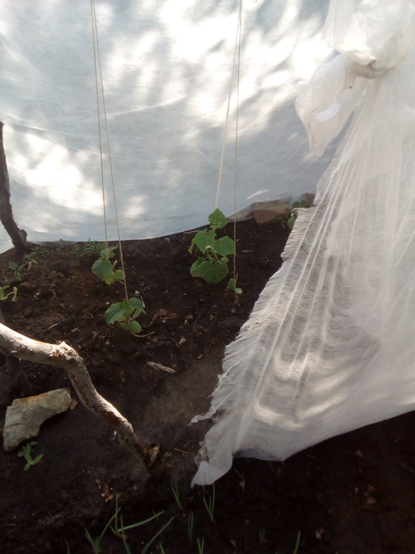 Анна Селицкая |