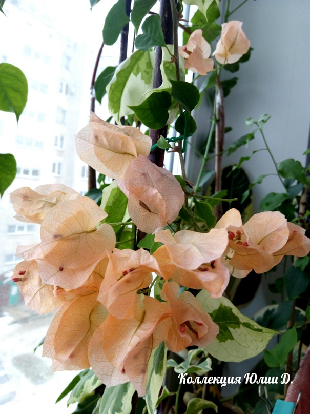 Юлия Догадина | Орёл